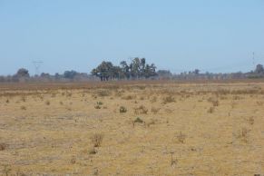 En el Partido de Zarate, Provincia de Buenos Aires. Sobre asfalto.